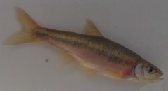 Clinostomus funduloides