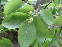 Sarcomphalus amole