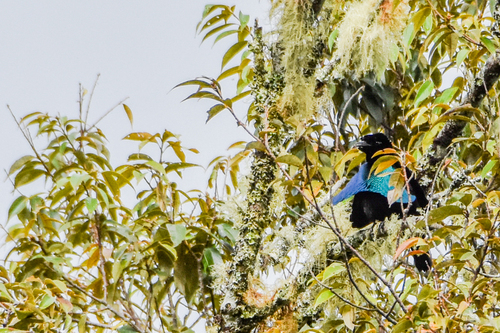 Greater Lophorina (Lophorina latipennis)