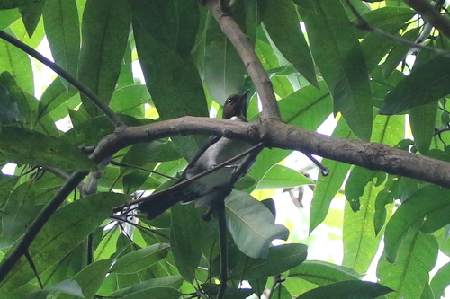White-eyed Thrush (Turdus jamaicensis), photo 1