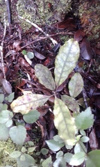 Quintinia serrata
