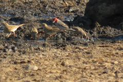 Amadina erythrocephala