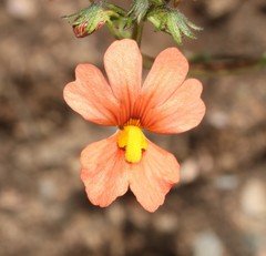 Nemesia pageae