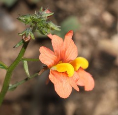 Nemesia pageae