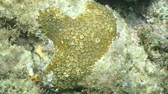 Favites colemani