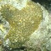 Favites colemani