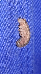 Polypogon tentacularia