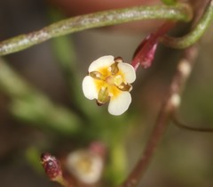 Heliophila pendula