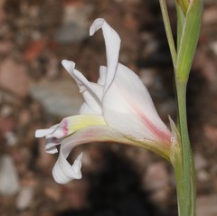 Gladiolus involutus