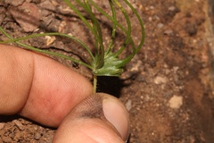 Eriospermum flabellatum