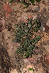 Pelargonium pillansii