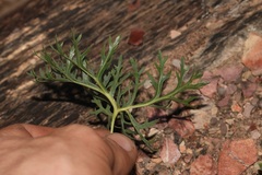 Pelargonium pillansii