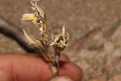 Gladiolus permeabilis permeabilis