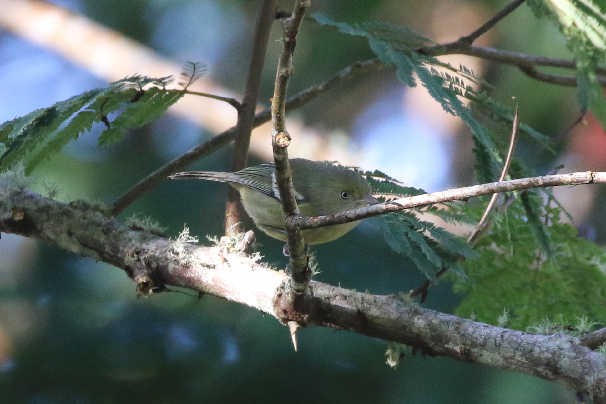 Jamaican Vireo (Vireo modestus), photo 3