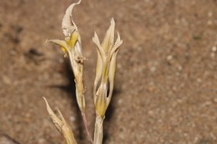 Gladiolus permeabilis permeabilis