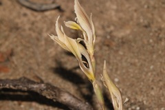 Gladiolus permeabilis permeabilis