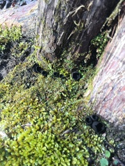 Pseudoplectania nigrella