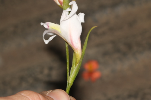 Image of Gladiolus involutus by (c) Brian du Preez, some rights reserved (CC BY-SA)