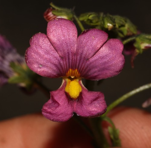 Image of Nemesia pageae by (c) Brian du Preez, some rights reserved (CC BY-SA)