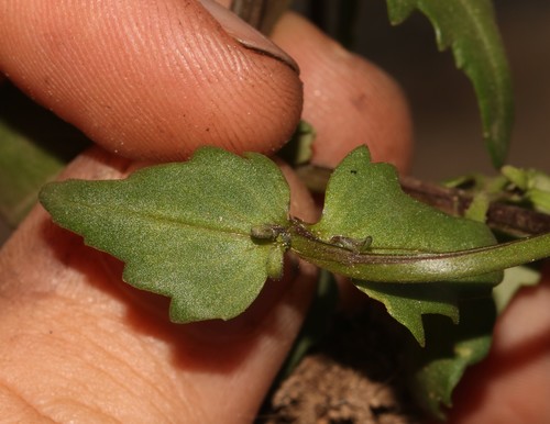 Image of Nemesia pageae by (c) Brian du Preez, some rights reserved (CC BY-SA)