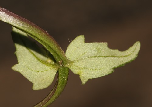 Image of Nemesia pageae by (c) Brian du Preez, some rights reserved (CC BY-SA)