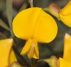 Calobota cytisoides