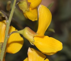 Calobota cytisoides