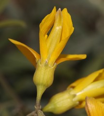 Calobota cytisoides