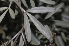 Calobota cytisoides
