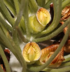 Aspalathus longifolia