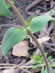 Phlox divaricata laphamii