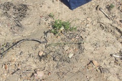 Gladiolus permeabilis permeabilis