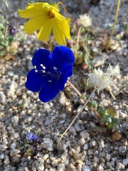 Phacelia nashiana