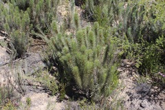 Aspalathus longifolia