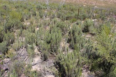 Aspalathus longifolia
