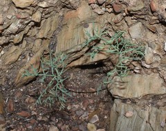 Pelargonium pillansii