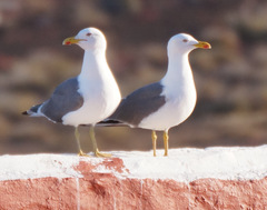 Larus michahellis atlantis