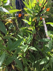 Grindelia stricta angustifolia