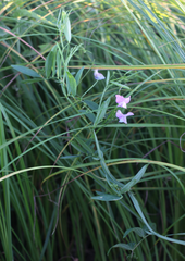 Lathyrus palustris