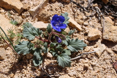 Phacelia nashiana