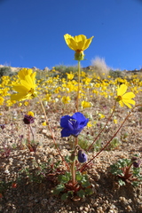 Phacelia nashiana