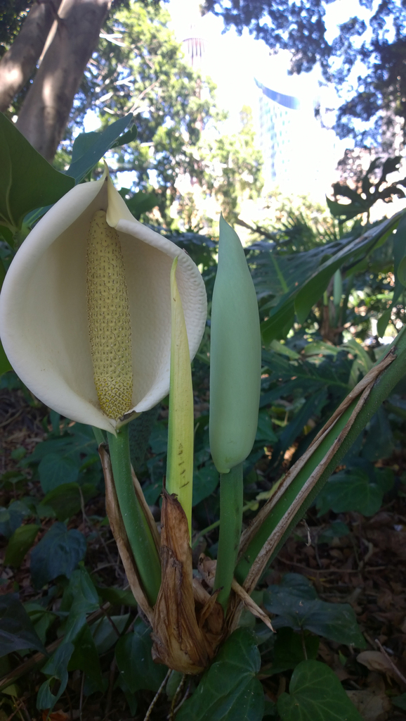 arum family from Sydney NSW, Australia on March 1, 2015 at 11:00 AM by ...