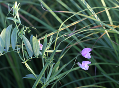 Lathyrus palustris