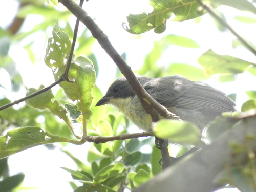 Cinereous Warbling Finch (Microspingus cinereus), photo 8