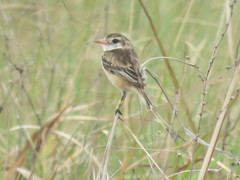 Alectrurus risora