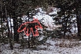 Red Fox photographed in Montana