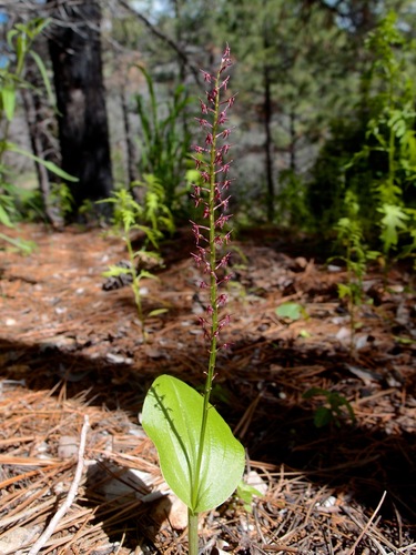 Image of Tamayorkis porphyrea by (c) Sue Carnahan, some rights reserved (CC BY)