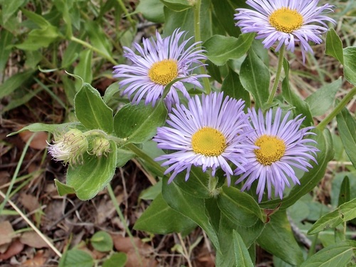 Vreeland's erigeron (Erigeron vreelandii)