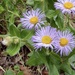 Vreeland's Erigeron - Photo (c) Sue Carnahan, some rights reserved (CC BY), uploaded by Sue Carnahan