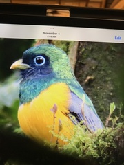 Trogon rufus image